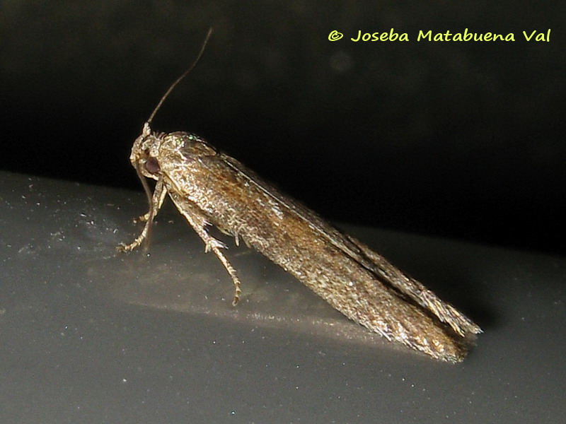 Micro da id. 2 - Blastobasidae